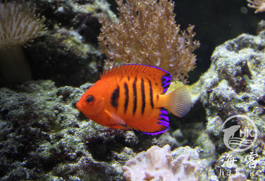 夏威夷火焰仙 商品图0