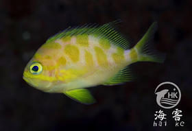 樱花宝石