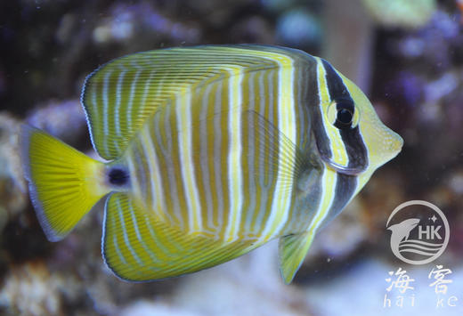 大帆吊 商品图0