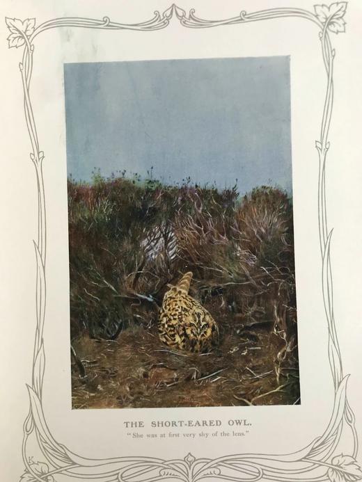 1910年 基尔顿自然图集（全2卷） 数百幅插图 漆布精装大16开 商品图6