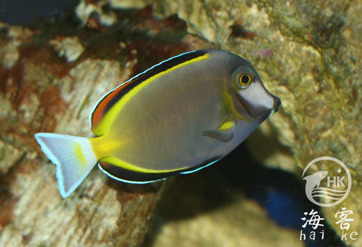 七彩吊 商品图2