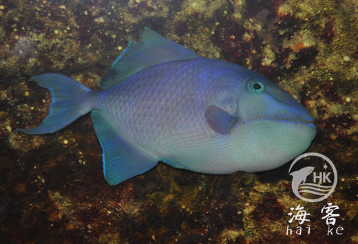 魔鬼炮弹 商品图3