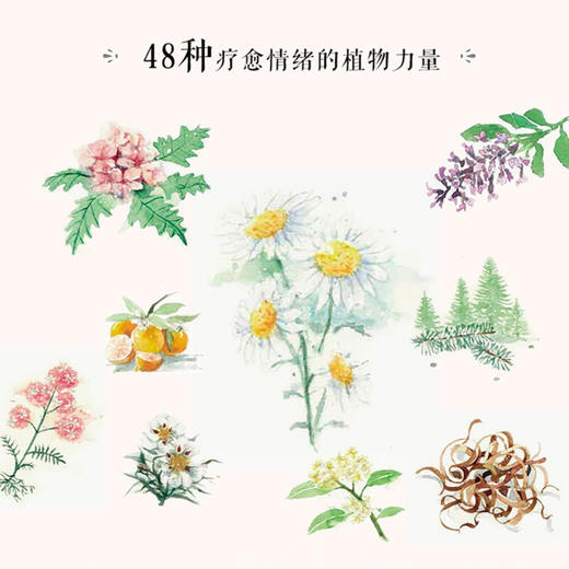 情绪芳疗 精油助你摆脱负能量 郑雅文 著 生活 商品图1