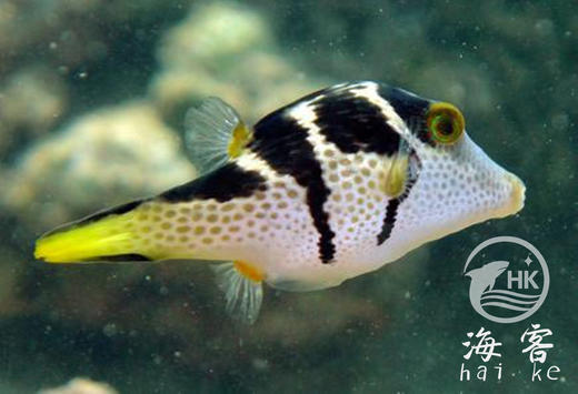 日本婆 商品图1