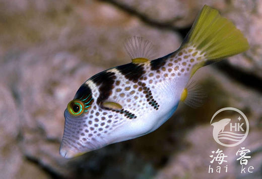 日本婆 商品图2