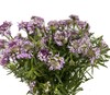 配花 | 蜂窝花浅紫色 商品缩略图3