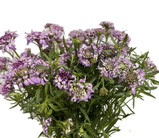 配花 | 蜂窝花浅紫色 商品图3