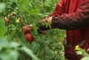 【新疆直邮·普罗旺斯沙瓤西红柿】 一口回到20年前的味道 5斤装 商品缩略图4