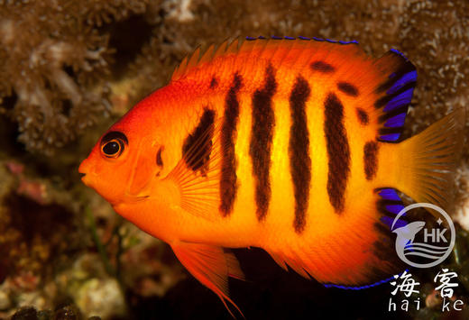 夏威夷火焰仙 商品图1