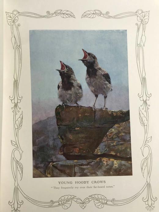 1910年 基尔顿自然图集（全2卷） 数百幅插图 漆布精装大16开 商品图7