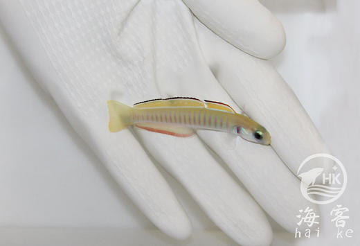 斑节彩虹灯管 商品图4