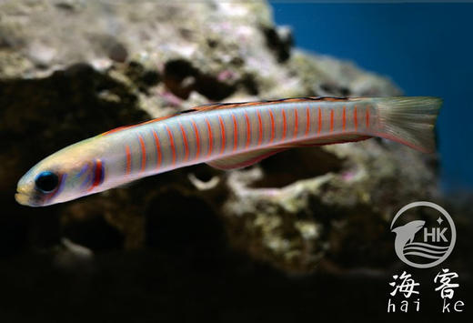 斑节彩虹灯管 商品图0