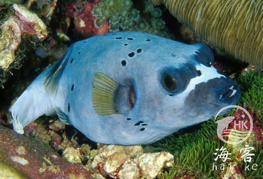 灰狗头 商品图1