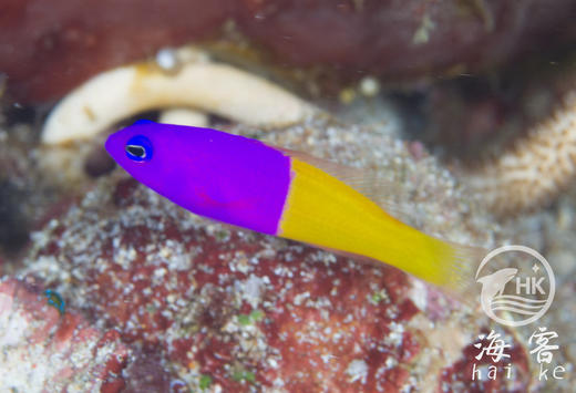 印尼双色草莓 商品图5