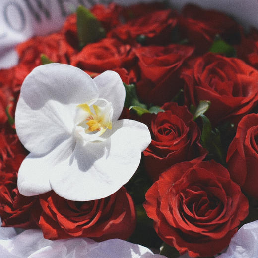 《朱砂痣》传奇红玫瑰花束 商品图5