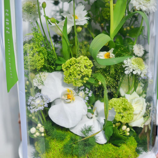 《绿野仙踪》-520情人节透视礼盒 商品图3