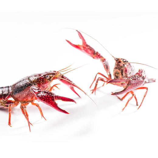 中号小龙虾   1斤30只左右（送货路上不保活） 商品图1