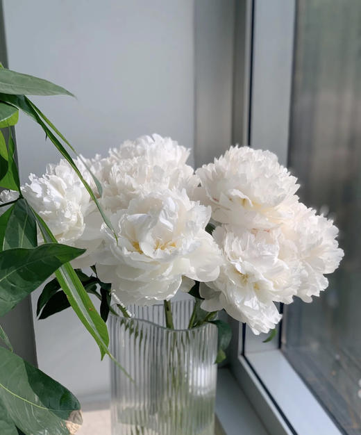 【情有独钟】芍药 -奶油碗  白色 5枝/扎 商品图7