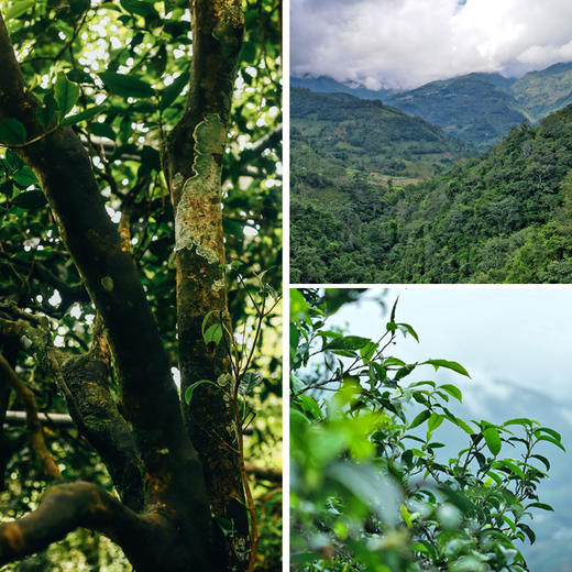 【易武龙珠】2021年普洱茶生茶300年古树龙珠140g/罐 商品图1