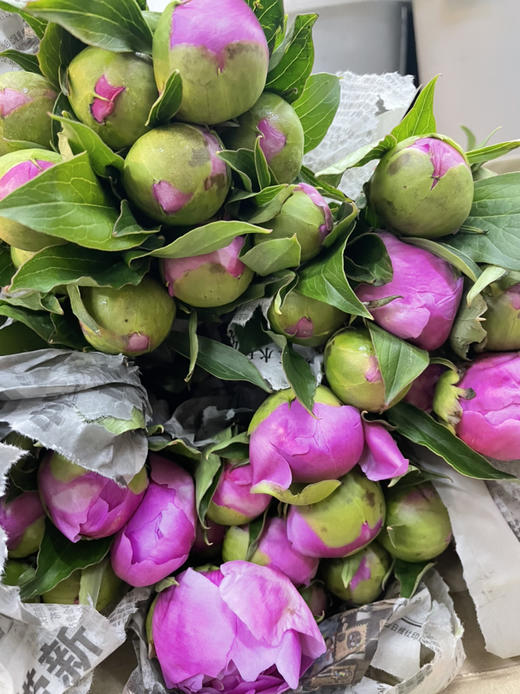 【爱你如初】芍药 - 蓝富士 桃粉色 10枝/扎 商品图12