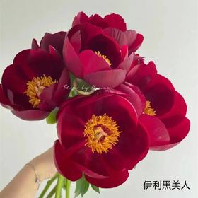 稀有花材伊利黑美人伊利酋长芍药花热卖