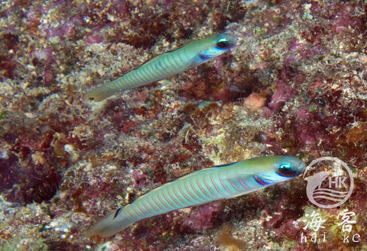 斑节彩虹灯管 商品图5