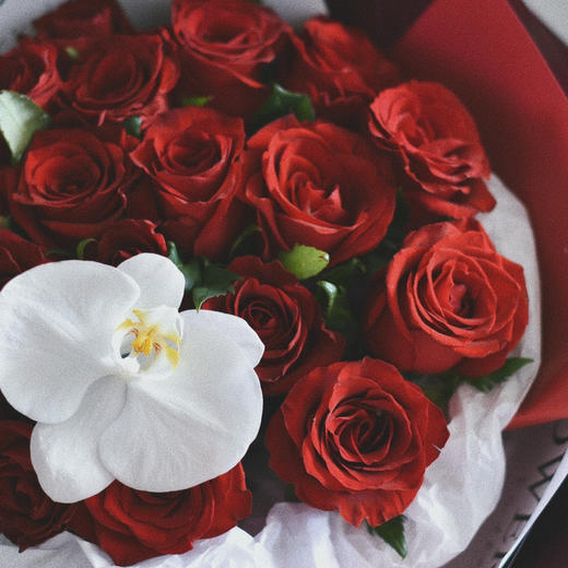 《朱砂痣》传奇红玫瑰花束 商品图6