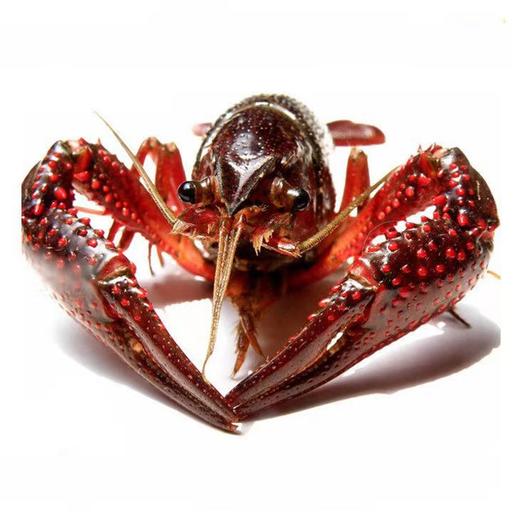 中号小龙虾   1斤30只左右（送货路上不保活） 商品图2