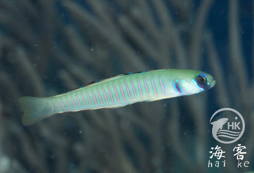 斑节彩虹灯管 商品图3