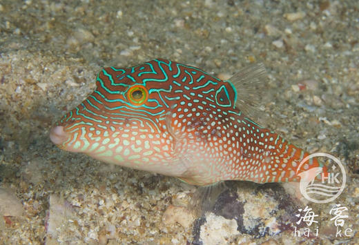 蓝点日本婆 商品图4