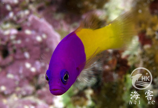 印尼双色草莓 商品图1