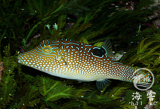 蓝点日本婆 商品图3