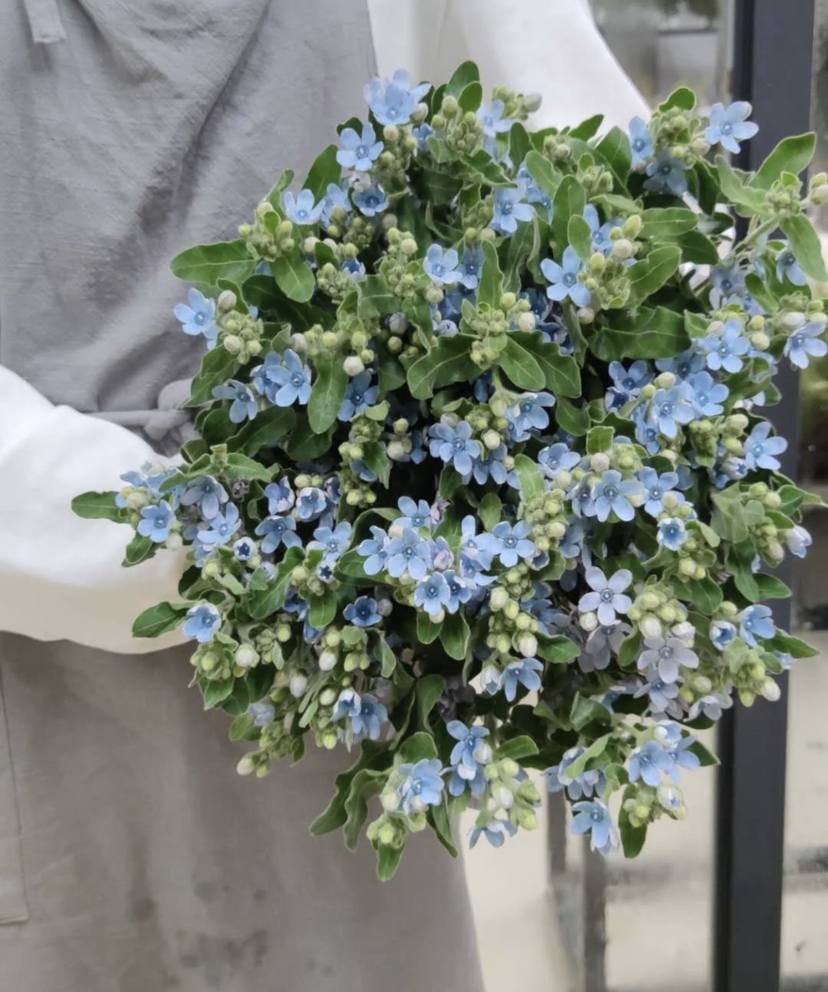 蓝星花（5月27日下午取花）花语：幸福之爱，把握当下，也是这个季节才有的美好，一束原价58元，团购价19.9元