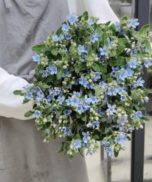 蓝星花（5月29日下午取花）花语：幸福之爱，把握当下，也是这个季节才有的美好，一束原价58元，团购价19.9 商品图0