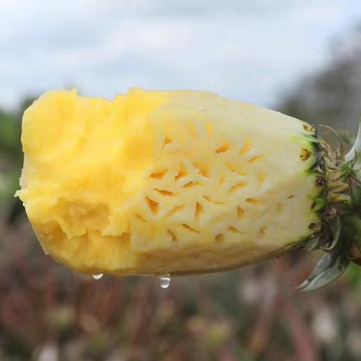 【72小时左右发货】海南自然熟金钻凤梨 4.5-5斤装 商品图3