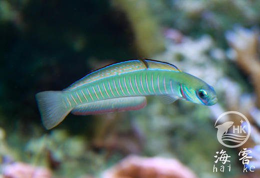 斑节彩虹灯管 商品图6