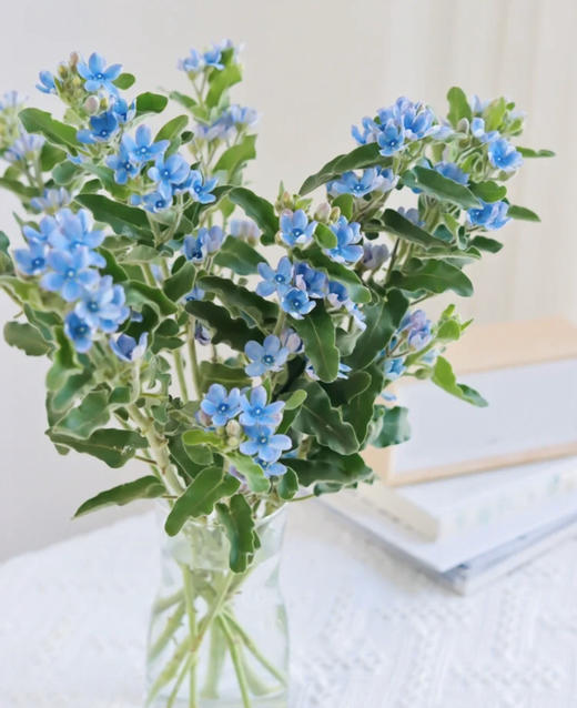 蓝星花（5月29日下午取花）花语：幸福之爱，把握当下，也是这个季节才有的美好，一束原价58元，团购价19.9 商品图5