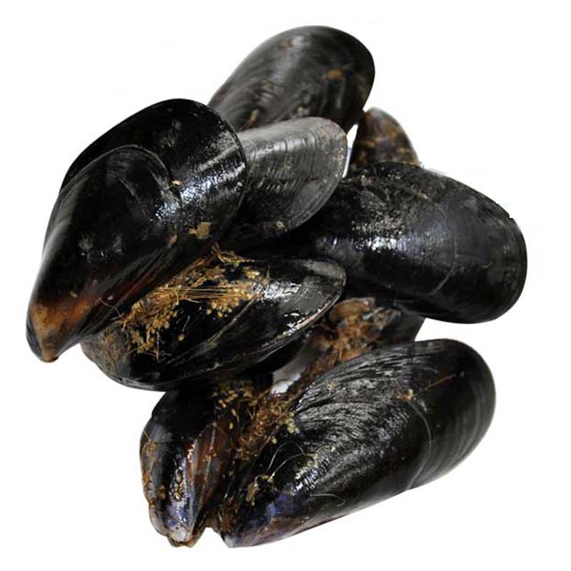 【鲜活】海虹     【送货路上不保全活】