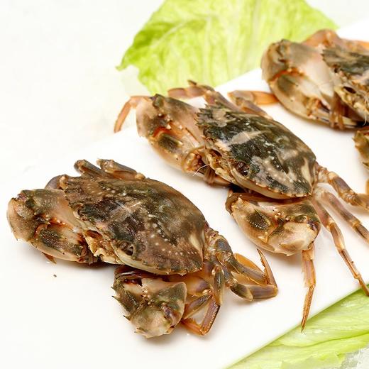 花盖蟹 1斤11只上下（活鲜送货路上不保活） 商品图2