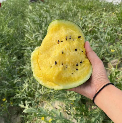 阔江小凤西瓜 商品图7