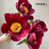 稀有花材伊利黑美人伊利酋长芍药花热卖 商品缩略图3
