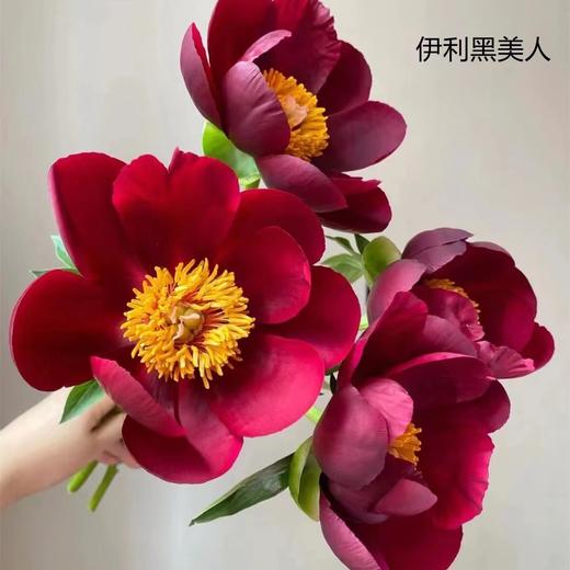 稀有花材伊利黑美人伊利酋长芍药花热卖 商品图3