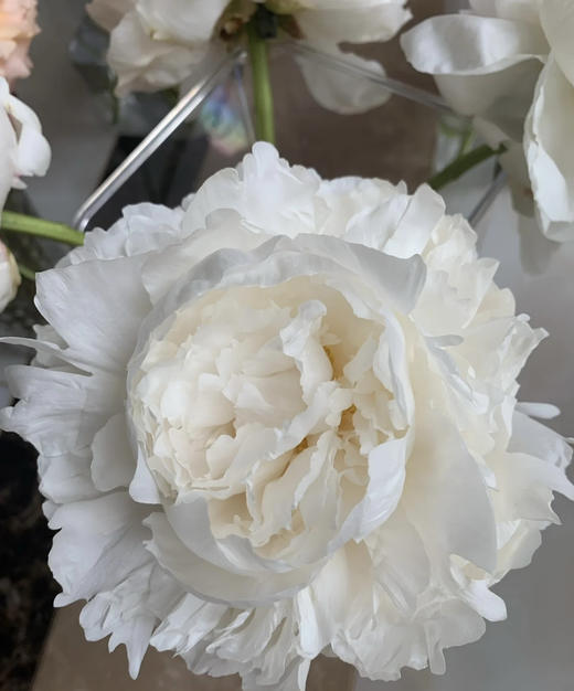 【情有独钟】芍药 -奶油碗  白色 5枝/扎 商品图4