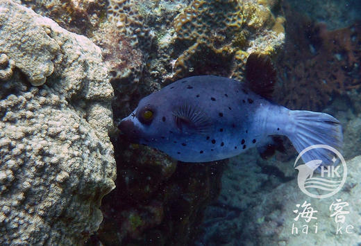 灰狗头 商品图3