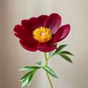 稀有花材伊利黑美人伊利酋长芍药花热卖 商品缩略图1