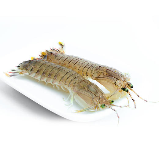 虾爬   不区分规格（送货路上不保活） 商品图0
