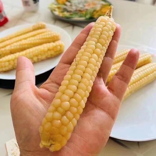 西双版纳老品种 珍珠拇指 小玉米 2斤/4斤装 商品图1