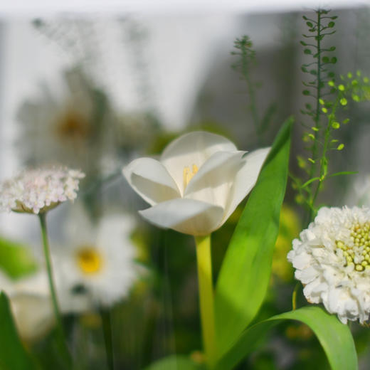 《绿野仙踪》-520情人节透视礼盒 商品图4