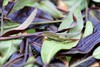 彩农茶·紫鹃｜2023头春白茶 商品缩略图1