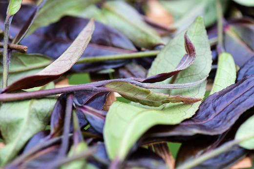 彩农茶·紫鹃｜2023头春白茶 商品图1